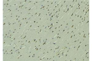 ABIN6272782 at 1/100 staining Mouse muscle tissue by IHC-P. (ARNTL antibody  (Internal Region))