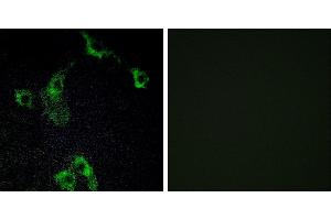 Peptide - +Immunofluorescence analysis of COS-7 cells, using CIDEB antibody. (CIDEB antibody  (Internal Region))