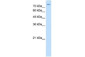 WB Suggested Anti-SLC20A2 Antibody Titration:  0. (SLC20A2 antibody  (N-Term))