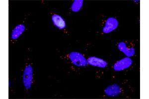 Proximity Ligation Analysis of protein-protein interactions between RALBP1 and RALA. (rala antibody  (pSer194))