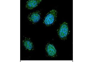 Confocal immunofluorescent analysis of DTNA Antibody (C-term) (ABIN656504 and ABIN2845776) with 293 cell followed by Alexa Fluor 488-conjugated goat anti-rabbit lgG (green).