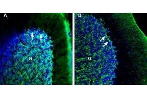 Expression of NETO2 in mouse and rat cerebellum - Immunohistochemical staining of perfusion-fixed frozen mouse and rat brain sections with Anti-NETO2 (extracellular) Antibody (ABIN7043377, ABIN7044386 and ABIN7044387), (1:200), followed by goat anti-rabbit-AlexaFluor-488. (NETO2 antibody  (Extracellular, N-Term))