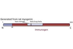 Image no. 1 for anti-Myogenin (Myogenic Factor 4) (MYOG) (AA 30-224) antibody (ABIN967512) (Myogenin antibody  (AA 30-224))
