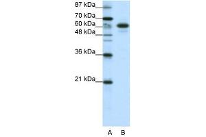 CBLL1 antibody (20R-1225) used at 0. (CBLL1 antibody  (C-Term))
