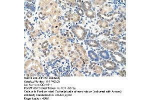 Immunohistochemistry (IHC) image for anti-Eukaryotic Translation Initiation Factor 2 Subunit 1 (EIF2S1) (C-Term) antibody (ABIN2778883)