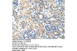 Rabbit Anti-EIF2S1 Antibody  Paraffin Embedded Tissue: Human Kidney Cellular Data: Epithelial cells of renal tubule Antibody Concentration: 4.