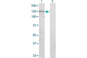 PNPLA6 antibody  (AA 1229-1327)