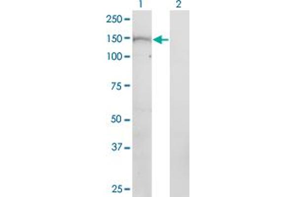 PNPLA6 antibody  (AA 1229-1327)