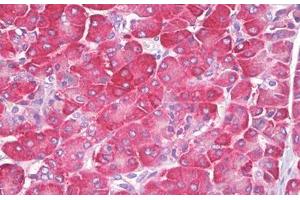 Anti-ATP1A1 antibody IHC staining of human pancreas. (ATP1A1 antibody  (AA 5-54))