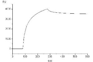 Target binding kinetics (Biacore (IgE Protein)