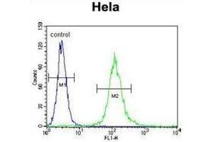 Flow cytometric analysis of Hela cells (right histogram) compared to a negative control cell (left histogram) using Cytochrome C1  Antibody (C-term), followed by  FITC-conjugated goat-anti-rabbit secondary antibodies.