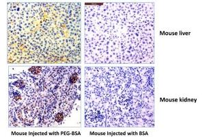 Immunohistochemistry of mouse liver and kidney using 0. (Recombinant PEG antibody  (methoxylated))