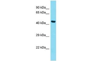 Host: Rabbit Target Name: KIAA0141 Sample Type: HepG2 Whole Cell lysates Antibody Dilution: 1.
