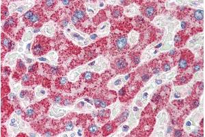 ABIN184703 (5µg/ml) staining of paraffin embedded Human Liver. (TMPRSS5 antibody  (C-Term))
