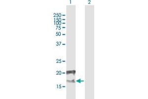 Western Blot analysis of CCDC126 expression in transfected 293T cell line by CCDC126 MaxPab polyclonal antibody. (CCDC126 antibody  (AA 1-140))