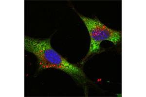 Confocal immunofluorescence analysis of NTERA-2 cells using LIN28 mouse mAb (green). (LIN28A antibody  (AA 93-209))