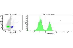 Image no. 1 for anti-Integrin, alpha 5 (ITGA5) antibody (ABIN959476) (ITGA5 antibody)