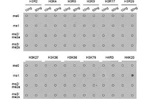 Dot Blot (DB) image for anti-Histone H4 (meLys20) antibody (ABIN3016045) (Histone H4 antibody  (meLys20))