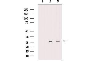 Western blot analysis of extracts from various samples, using 14-3-3 zeta Antibody. (14-3-3 zeta antibody  (Internal Region))