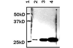 Western Blotting (WB) image for anti-Yellow Fluorescent Protein (YFP) (N-Term) antibody (ABIN1109530) (YFP antibody  (N-Term))