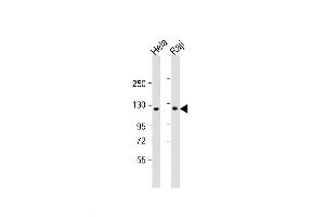 Western Blot at 1:1000 dilution Lane 1: Hela whole cell lysate Lane 2: Raji whole cell lysate Lysates/proteins at 20 ug per lane. (NFkB antibody  (C-Term))