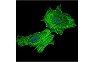 Immunofluorescence (IF) image for anti-Argininosuccinate Synthase 1 (ASS1) antibody (ABIN1105454) (ASS1 antibody)