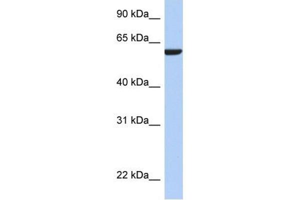 AMIGO3 antibody  (N-Term)