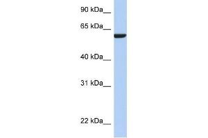 AMIGO3 antibody used at 1 ug/ml to detect target protein.