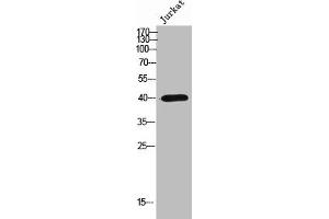 Western Blot analysis of Jurkat cells using Olfactory receptor 2AP1 Polyclonal Antibody (OR2AP1 antibody  (C-Term))