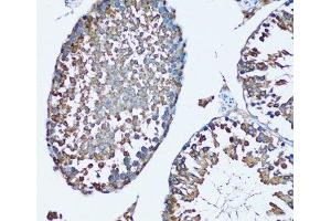 Immunohistochemistry of paraffin-embedded Mouse testis using FDFT1 Polyclonal Antibody at dilution of 1:100 (20x lens). (FDFT1 antibody)