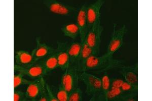 IF analysis of ATG4C using anti-ATG4C antibody (ABIN7599415) and anti-Tubulin Alpha antibody (ABIN7600339). (ATG4C antibody  (AA 1-457))