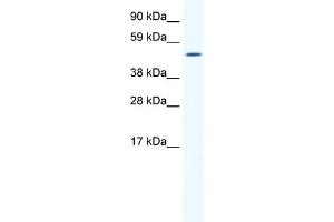 WB Suggested Anti-SP1 Antibody Titration:  1. (SP1 antibody  (Middle Region))