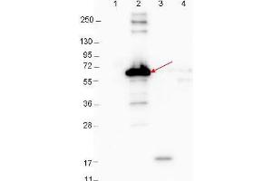 Western blot showing detection of 0. (YBX3/DBPA antibody)