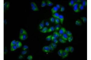 Immunofluorescence staining of Hela cells with ABIN7160327 at 1:100, counter-stained with DAPI. (MCTP2 antibody  (AA 129-240))