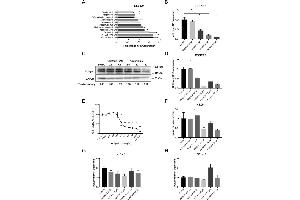 Western Blotting (WB) image for anti-COL1A2/COL1A1 antibody (ABIN5596819)