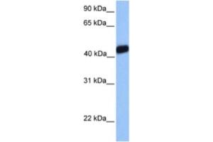Western Blotting (WB) image for anti-LIM Homeobox Transcription Factor 1, alpha (LMX1A) antibody (ABIN2460346) (LMX1A antibody)