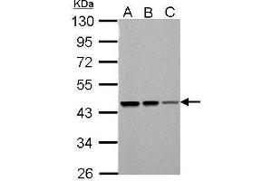 WB Image PSMC5 antibody detects PSMC5 protein by Western blot analysis. (PSMC5 antibody  (Center))