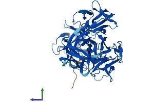 AlphaFold protein structure predicition of Human Recombinant FSCN3 Protein, UniprotID Q9NQT6 (Fascin 3 Protein (FSCN3) (AA 1-498) (His tag))