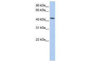 VPS4A antibody used at 1 ug/ml to detect target protein. (VPS4A antibody)
