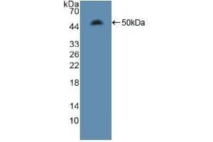Western Blotting (WB) image for anti-Microtubule-Associated Protein 4 (MAP4) (AA 2-250) antibody (ABIN7433462)