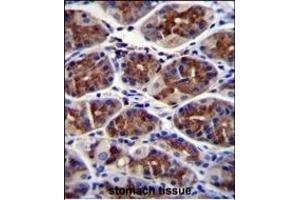 EPHX3 Antibody (C-term) (ABIN655588 and ABIN2845075) immunohistochemistry analysis in formalin fixed and paraffin embedded human stomach tissue followed by peroxidase conjugation of the secondary antibody and DAB staining. (ABHD9 antibody  (C-Term))