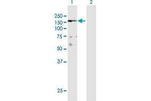 Western Blot analysis of NFKBIL2 expression in transfected 293T cell line by NFKBIL2 MaxPab polyclonal antibody. (NFKBIL2 antibody  (AA 1-1219))