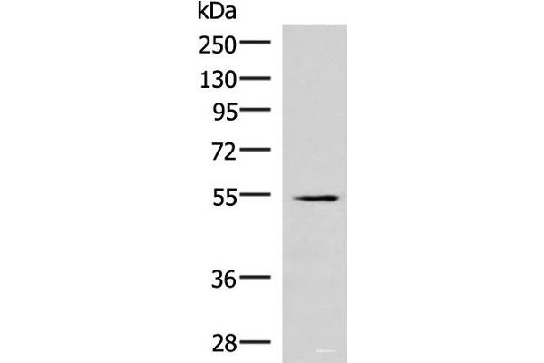 IRX1 anticorps