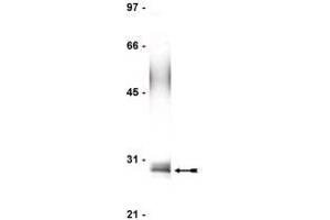 Image no. 1 for anti-Fas (TNFRSF6)-Associated Via Death Domain (FADD) antibody (ABIN211922) (FADD antibody)