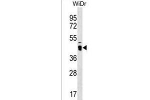 ATAD3C Antibody (Center) (ABIN1537869 and ABIN2850335) western blot analysis in WiDr cell line lysates (35 μg/lane). (ATAD3C antibody  (AA 146-172))