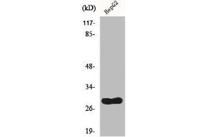 Western Blot analysis of HepG2 cells using CdcA3 Polyclonal Antibody (CDCA3 antibody  (C-Term))