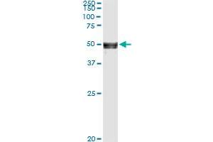 Immunoprecipitation of ANGPTL5 transfected lysate using anti-ANGPTL5 monoclonal antibody and Protein A Magnetic Bead , and immunoblotted with ANGPTL5 MaxPab rabbit polyclonal antibody.