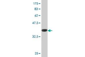 Western Blot detection against Immunogen (37. (ASNA1 antibody  (AA 239-348))