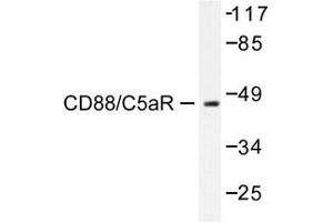 Image no. 1 for anti-Complement Component 5a Receptor 1 (C5AR1) antibody (ABIN272007) (C5AR1 antibody)
