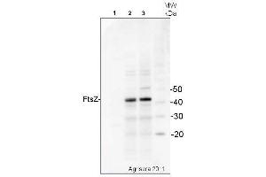 Western Blotting (WB) image for anti-Procaryotic Cell Division Gtpase (Ftsz) antibody (ABIN2749235)
